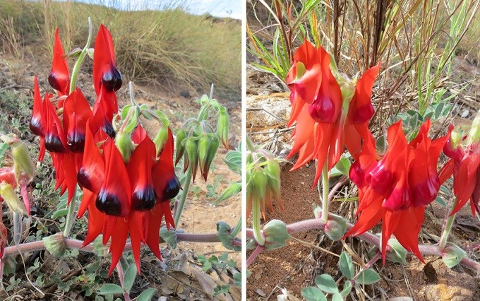 pilbara flower4