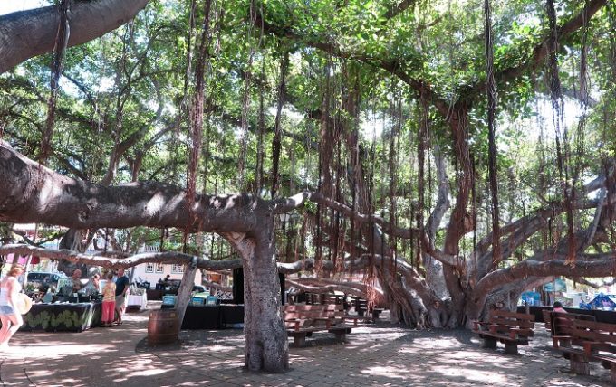 巨大なバニヤンツリーがある広場 Banyan Tree Square